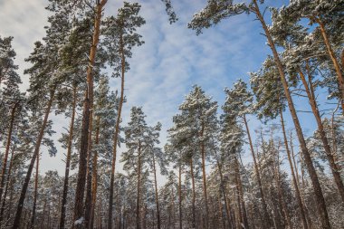 Soğuk ve güneşli bir günde kış çam ormanı. Ağaçları ve zemini karla kaplı kış ormanı.