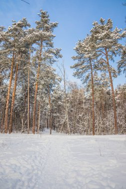 Soğuk ve güneşli bir günde kış çam ormanı. Ağaçları ve zemini karla kaplı kış ormanı. Kardaki bir patika ormana çıkar.