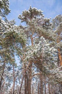 Soğuk ve güneşli bir günde kış çam ormanı. Ağaçları ve zemini karla kaplı kış ormanı.