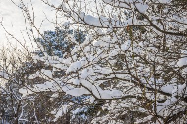 Beyaz karla kaplı ağaç dalları, sirrus bulutlu güneşli mavi gökyüzüne karşı, kışın doğaya yakın.