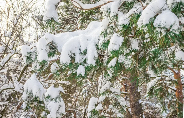白い雪に覆われた松の枝が白い雲と晴れ渡る青空冬の自然クローズアップ — ストック写真