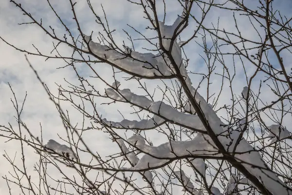 在阳光灿烂的蓝天和卷云的映衬下 树枝被白雪覆盖着冬天的自然特写 — 图库照片