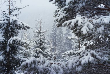 Karla kaplı Noel Ağacı resmi. Dağlardaki kış ağaçları bulutlu bir günde taze karla kaplıdır.