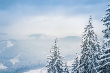 Karla kaplı Noel ağacı ve dağlar bulutlu bir günde taze karla kaplı dağlardaki kış ağaçları.