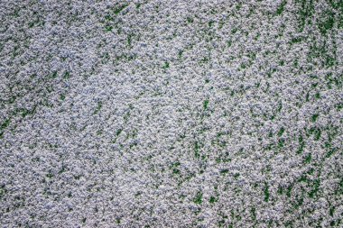 Yapay yeşil çimlerle kaplı futbol sahası hafif bir kar tabakasıyla kaplıdır. Baharın başında. Futbol sahasındaki yeşil çimenler karın altından görülebilir. Amatör futbol sahası.