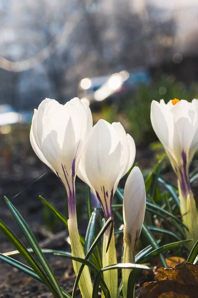 White crocus flowers in home garden. The first flowers of white crocus in early spring