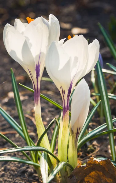 White crocus flowers in home garden. The first flowers of white crocus in early spring