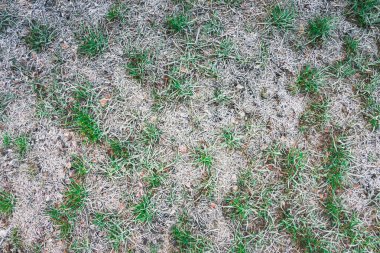 Soğuk mevsimde çimlerde buz olur. İlkbaharda karların altında ot. Rime çimlere yakın çekim yapıyor. Sonbaharın sonları ya da kışın başları. Bahar şekerleri.