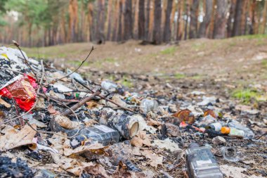 Çam ormanında çöp. Cam alkol şişeleri ormana saçılmış. İnsanlar yasadışı olarak ormana çöp atıyorlar. İnsan ve doğa kavramı. şişeler