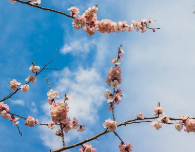 Doğanın güzel çiçekli ve soyut arka planı. Çiçek açan kayısı dalları ve yumuşak bir odak noktası beyaz bulutlu açık mavi gökyüzü. Bahar tebrik kartları için.