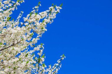 Mavi gökyüzüne karşı ilkbahar beyaz kiraz çiçeği. Posta kartı ya da afiş için mavi arka planda bahar kiraz çiçekleri. Doğanın güzel çiçekli ve soyut arka planı