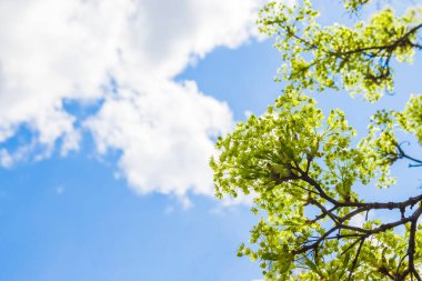 Doğanın güzel çiçekli ve soyut arka planı. İlkbaharda bir Akçaağaç 'ın dallarında açan çiçekler ve arka planda beyaz bulutlar olan mavi bir gökyüzü. Akçaağaç dalları çiçek açıyor