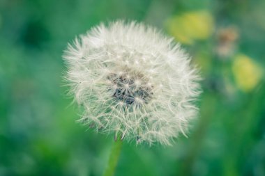 Yeşil arka planda karahindiba. Yumuşak bulanıklık. Arka planda parlak bahar çimenleri. Güzel beyaz karahindibalar kompozisyonun merkezinde
