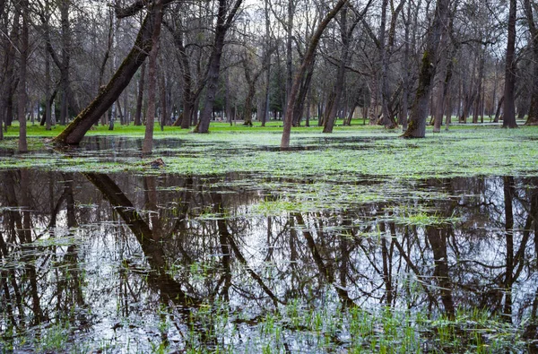 The flooded city park in the spring. Flooded trees in the park. Lutsk. Ukraine
