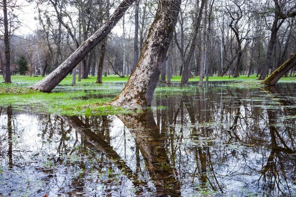 The flooded city park in the spring. Flooded trees in the park. Lutsk. Ukraine