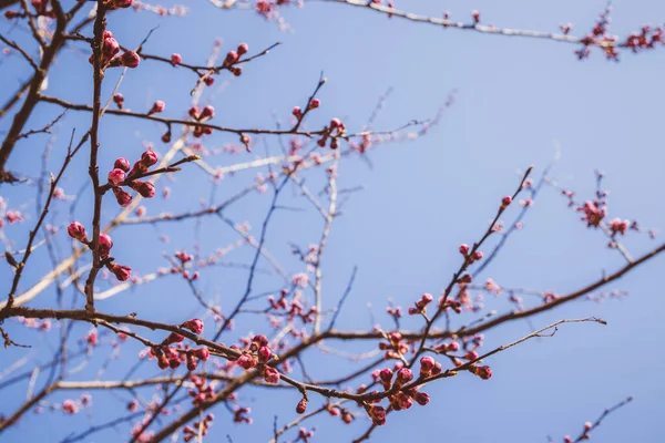 Красиві Рожеві Персикові Квіти Відкриті Закриті Бутони Цвітуть Глибоким Барвистим — стокове фото