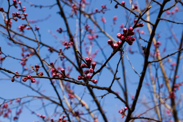 Schöne Rosa Pfirsichbaumblüten Öffnende Und Geschlossene Knospen Voller Blüte Mit — Stockfoto