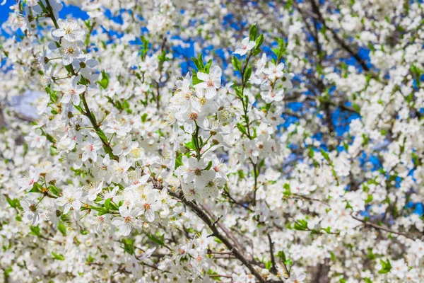 Spring White Cherry Blossom Soft Focus Spring Cherry Blossoms Blue — Stock Photo, Image