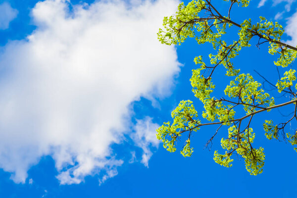 Beautiful floral spring abstract background of nature. Blossoms on the branches of a Maple Tree in the spring with tender blue sky with white clouds in the background. Maple tree branches in bloom