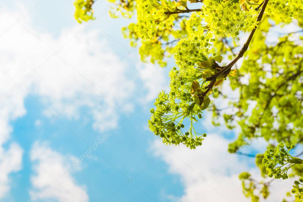 Blossoms on the branches of a Maple Tree in the spring with tender blue sky with white clouds in the background. Maple tree branches in bloom, springtime bright color green flowering plant