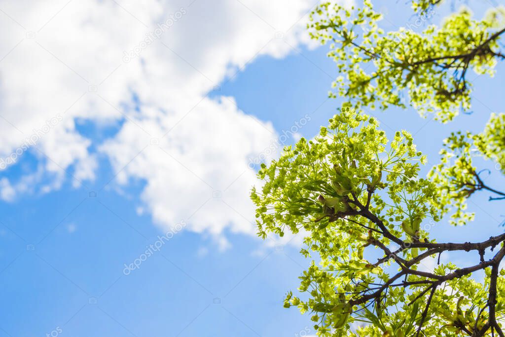 Beautiful floral spring abstract background of nature. Blossoms on the branches of a Maple Tree in the spring with tender blue sky with white clouds in the background. Maple tree branches in bloom