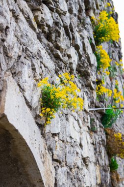 Eski şatonun tarihi taş duvarında büyüyen sarı çiçekler. Çiçekler ve yeşil çimenler kulenin yakınındaki taş bir duvarda