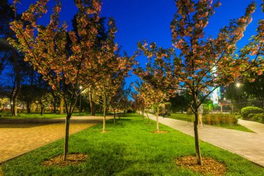 Gece parkındaki fayanslı yolda Japon kiraz ağaçları ve fenerler vardı. Geceleri yeşil parktaki banklar. Park yolunun aydınlatılması ve geceleri fenerli Sakura ağaçları. Park Kyoto