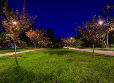 Gece parkındaki fayanslı yolda Japon kiraz ağaçları ve fenerler vardı. Geceleri yeşil parktaki banklar. Park yolunun aydınlatılması ve geceleri fenerli Sakura ağaçları. Park Kyoto