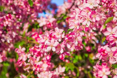 Bahar zamanı, kart ya da pankart için pembe elma çiçeği. Doğa geçmişi. Yumuşak odaklanma. Doğanın güzel çiçekli ve soyut arka planı
