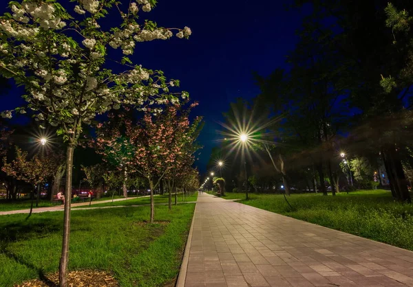 Betegelde Weg Het Nachtpark Met Lantaarns Met Japanse Kersenbloesem Bomen — Stockfoto