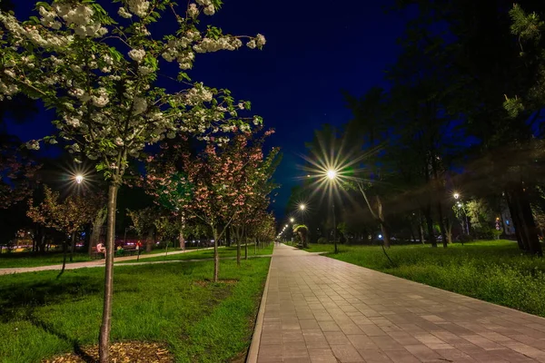 Betegelde Weg Het Nachtpark Met Lantaarns Met Japanse Kersenbloesem Bomen — Stockfoto