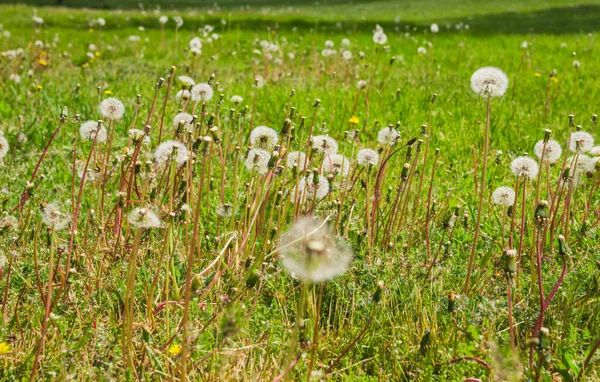 Pissenlits Blancs Dans Champ Jour Brillant Printemps Nombreux Pissenlits Blancs — Photo