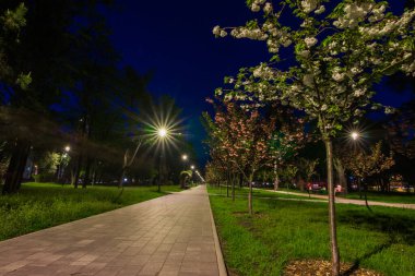 Gece parkındaki fayanslı yolda Japon kiraz ağaçları ve fenerler vardı. Geceleri yeşil parktaki banklar. Park yolunun aydınlatılması ve geceleri fenerli Sakura ağaçları. Park Kyoto
