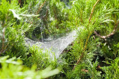 Çalılıklarda örümcek ağı var. Yazın çalılıklarda örümcek ağı. Örümcekler çalılara ağ örer ve böcekleri yakalar.