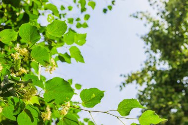 Yeşil yapraklı beyaz ıhlamur çiçekleri. Çiçekler açan ıhlamur ağacı ağacı çayı, doğal arka plan, bahar hazırlamak için kullanılır..