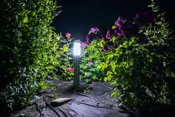 Lantern Illuminates Red Purple Roses Flower Bed Night — Stock Photo, Image