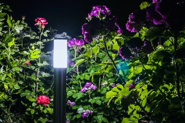 Фонарь Освещает Красные Фиолетовые Розы Клумбе Ночью — стоковое фото