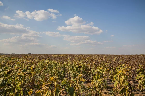 Field Drying Sunflowers Ukraine Withered Sunflowers Summer Field Mature Dry Stock Picture