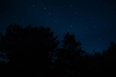 Ursa Büyük Takımyıldızı. Ağaçların tepesinde gece yıldızlı gökyüzü. Dünya 'dan gelen açık uzayın görüntüsü.