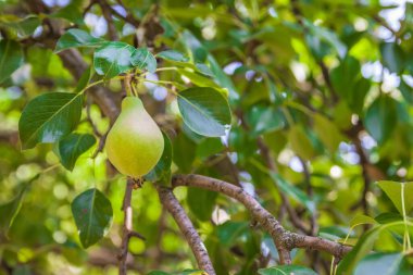 Olgunlaşmamış yeşil armutlar, Orchard. Genç armut ağacı. Olgun meyve hasadı. Yaz.