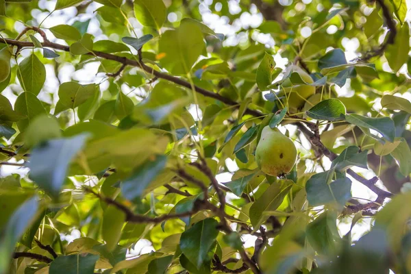 Peras Verdes Inmaduras Orchard Peral Joven Cosecha Fruta Madura Verano — Foto de Stock