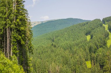 Arka planda yüksek dağlarda güzel çam ağaçları. Karpatlar. Tepenin yamacında gökyüzüne bakan sık ladin ormanı