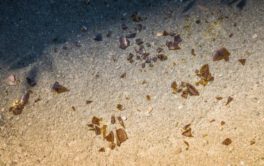 Güneşli bir günde asfaltta kırık camlar. Asfaltta kırık bir şişe siyah cam.