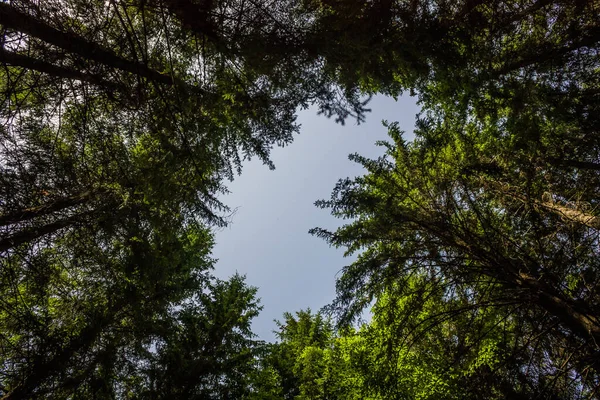 Bosque Abeto Bajo Vista Del Fondo Del Cielo Azul Nublado — Foto de Stock