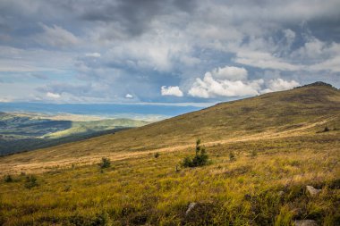Moorland yamacı dramatik gökyüzü altında geniş çimenli tepe alçak çalılar ve yalnız kozalaklılarla kaplı uzak vadide hareket eden bulut gölgeleri, sessiz altın.