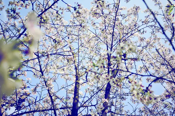 完全なツリーの花 — ストック写真