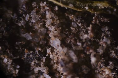 Dokuların ve bitki-biyolojik yüzeylerin farklı yapılarının mikroskobik fotoğrafı                     