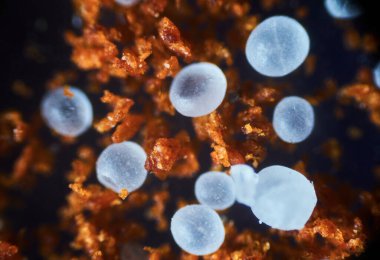 Dokuların ve bitki-biyolojik yüzeylerin farklı yapılarının mikroskobik fotoğrafı                     