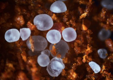 Dokuların ve bitki-biyolojik yüzeylerin farklı yapılarının mikroskobik fotoğrafı                     