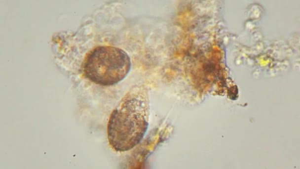 Bitki Hücreleri Tek Hücreli Ilkel Canlıların Mikroskobu Altında Biyolojik Araştırmalar — Stok video